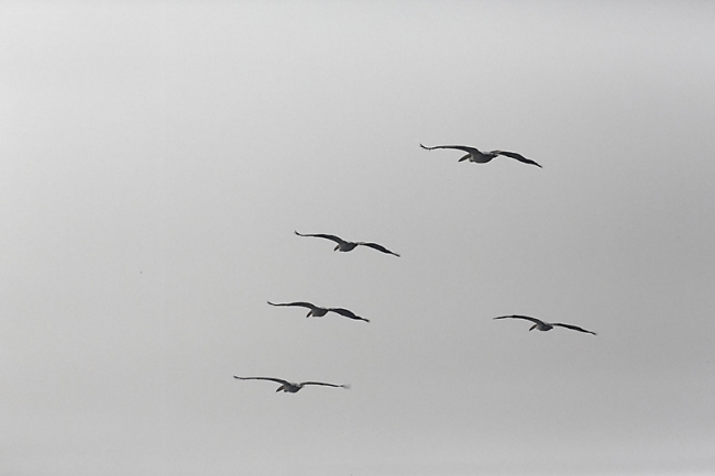 Keoladeo national park-147